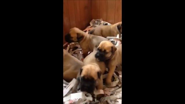 Bullmastiff cucciolata lettera R nati il 31-03-2014 смотреть онлайн