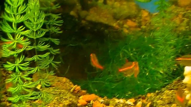 #Aquarium. Эритрозонусы среди роголистника. смотреть онлайн