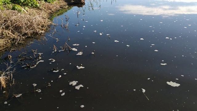 Ловля "живой пыли" , дафния живородка. смотреть онлайн