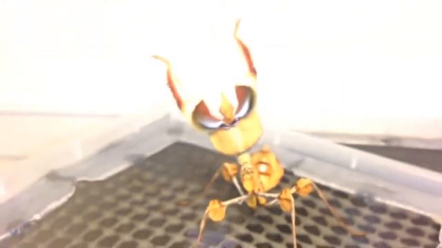 Idolomantis diabolica (Чертов Цветок) смотреть онлайн