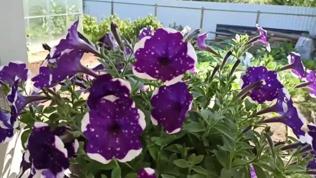 Петуния AlpeTunia «Glacier Sky»- вегетативная ампельная петуния смотреть онлайн