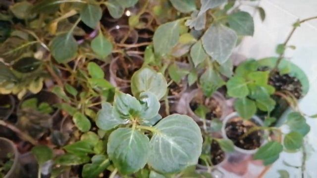 ?️Полный обзор моих комнатных цветов на кухонном окне.?️Фиалки,бальзамины,сансивьерии, пеперомии.?️ смотреть онлайн