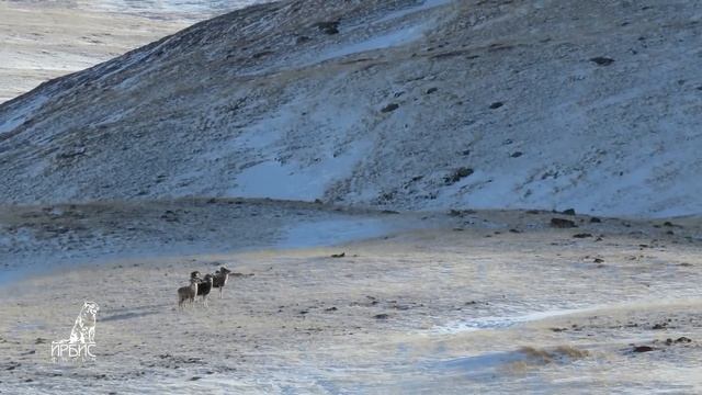 Фото-охота на алтайского горного барана - аргали (Горный Алтай) Дикая природа Сибири. Горные козлы смотреть онлайн