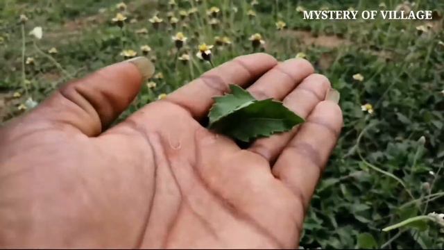 #இயற்க்கைமருத்துவம் #நாட்டுமருத்துவம் || தாத்தா பூ செடி || வெட்டு காய பூண்டு #mysteryofvillage смотреть онлайн