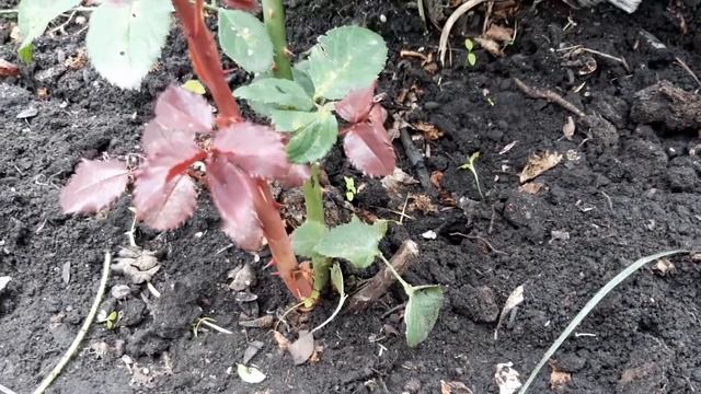 Результат прививки розы на шиповник смотреть онлайн