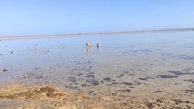 Отель  Royal Albatros Moderna/ Шарм-эль-Шейх/Море днем и вечером в декабре 2020.