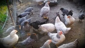 Цыплята Мастер Грей самые продуктивные и выносливые