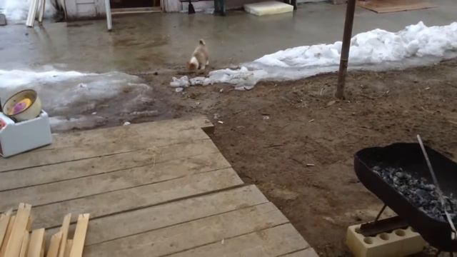 Щенок ЗСЛ Буран Отработка команды - Ко мне! Обучение №1. смотреть онлайн