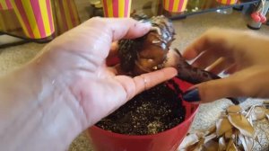 Выкапываем аморфофаллус готовимся к зиме