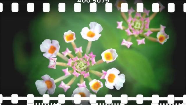 Lomo Loco Style for muvee Reveal смотреть онлайн