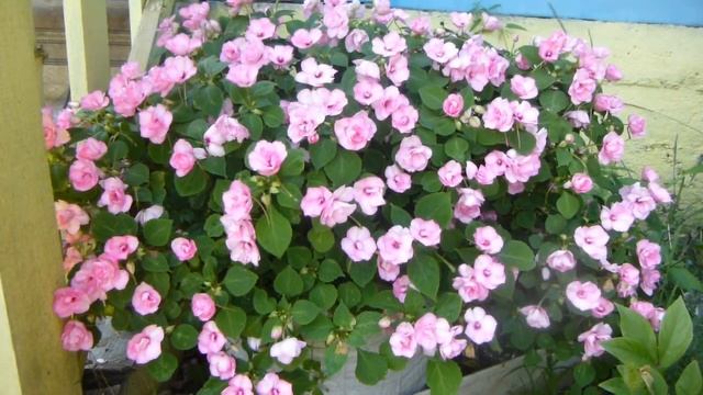 Бальзамин Уоллера сохранённый с прошлого года. Какие семена лучше. Почему не 100% махровые смотреть онлайн