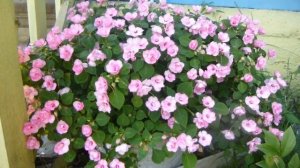 Бальзамин Уоллера  сохранённый с прошлого года. Какие семена лучше. Почему не 100% махровые