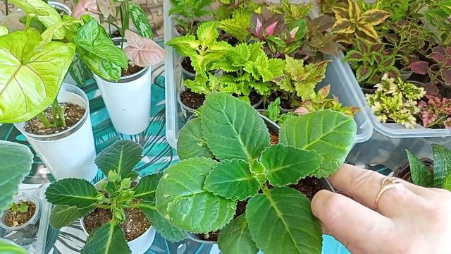 Как развиваются мои комнатные цветы. смотреть онлайн