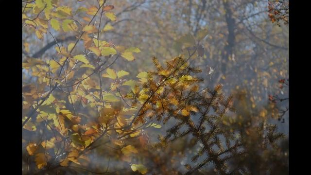 Nikon Nikkor 28-80 F/3.3-5.6G Примеры фотографий