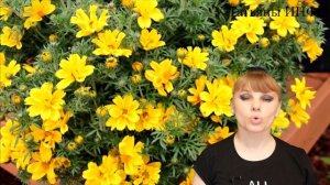 СУПЕР идея для САДА, КЛУМБ и БАЛКОНОВ !!! БИДЕНС украсит любой уголок сада!!!