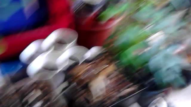 Suicide Jones 2015-09-11-1523-11 Euphorbia x lomi 'Forever Flower' TRIMMING YELLOW LEAVES смотреть онлайн