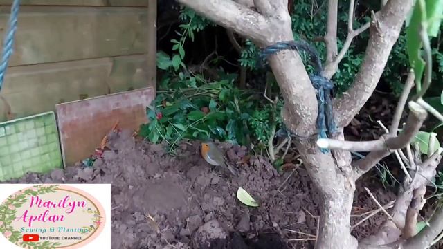 BACK GARDEN MAINTENANCE / REPLANTING AND PLANTING ( part 1)@marilynapilan.143 смотреть онлайн