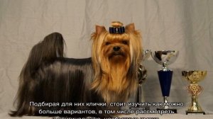 Клички для йорков мальчиков и девочек: как назвать