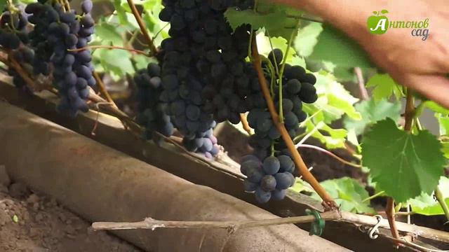 05 - Виноград кишмиш сорта для Сибири смотреть онлайн