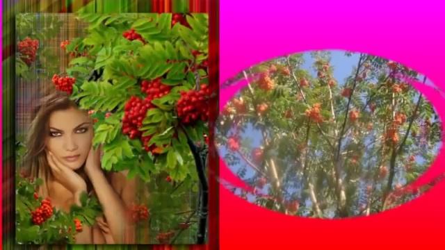 КУСТ РЯБИНЫ (Ион Суручану) смотреть онлайн