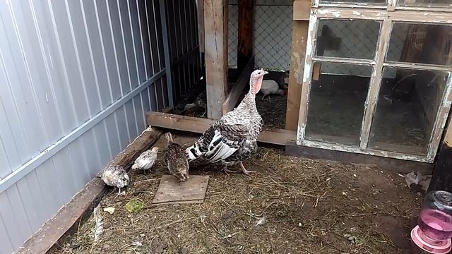 Двухмесячные индюшата отказываются кушать. смотреть онлайн