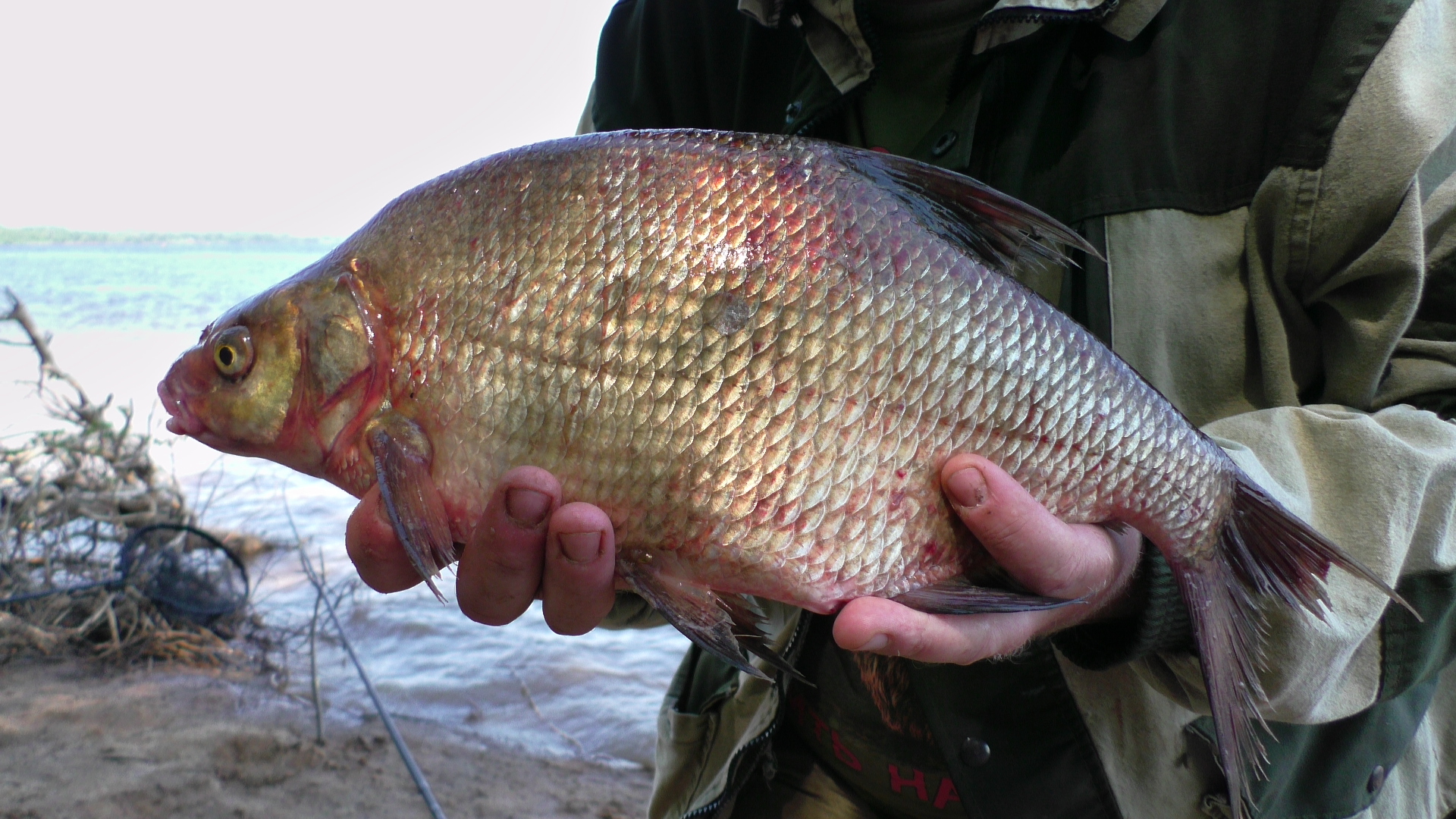 Наконец то крупный лещ пошёл. Рыбалка. Ловля леща на Волге смотреть онлайн