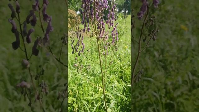 Аконит Растение Тайги Тайга Травы Лес Трава Цветы смотреть онлайн