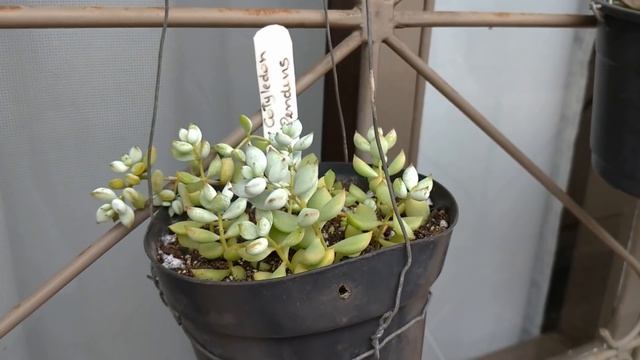 Minha Crassula Ficando #ESTRESSADINHA E #REPLANTES De Graptoveria E Cotyledon Pendens |Simone Felic