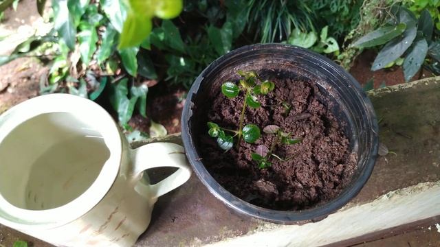 Pilea Depressa Sao Paulo/Pilea  Sao Paulo Plant  It's Sunlight Soil Propogation Fertilizer Water