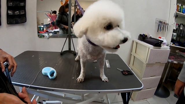 ВСЕ ЧТО НАДО ДЛЯ СОБАЧЬЕГО СЧАСТЬЯ!) смотреть онлайн