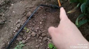 Капельный полив. Установка капельного полива из самых дешёвых материалов.  Ч#2