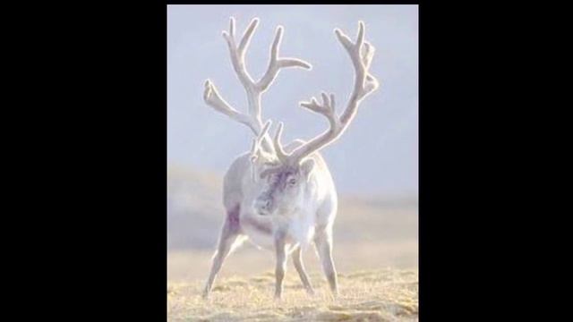 Өлөөн уоттара......Огни посёлка Оленёк.Посёлок Оленёк республики Якутия смотреть онлайн