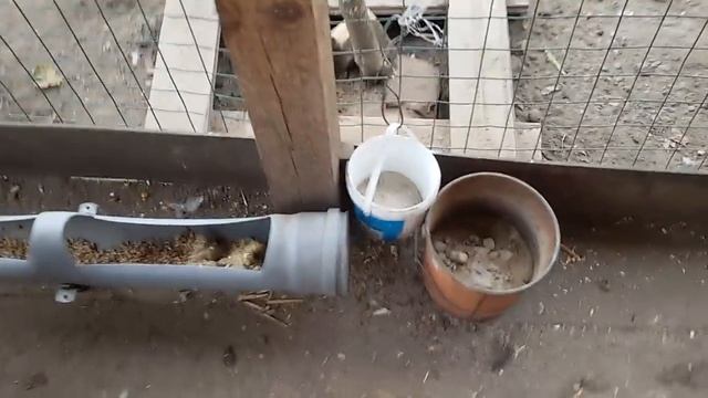 МАРАН. ПОРОДА  .Мифы и реальность