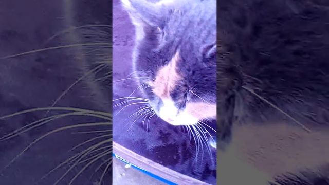 Кот любит кататься на качели смотреть онлайн