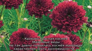 Космея — что за растение, как выглядит, лучшие сорта