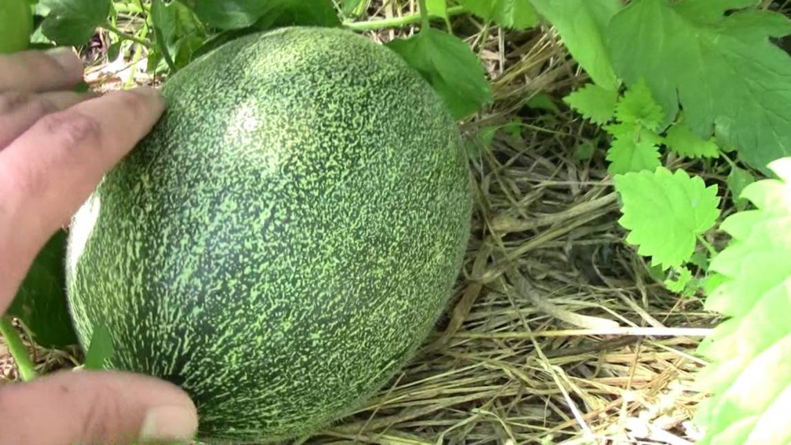 Мой урожай Арбузов и Дынь. Поволжье. Архивное видео. смотреть онлайн