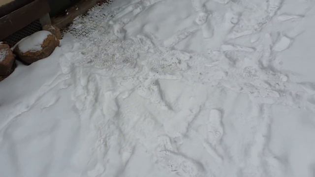 Жизнь лисы - Вместо утреннего чая Часть 1 смотреть онлайн