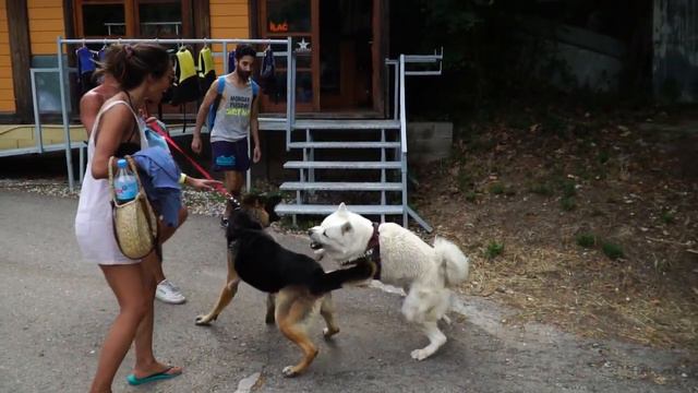 Dog fight between a German Shepherd puppy and an adult Akita смотреть онлайн