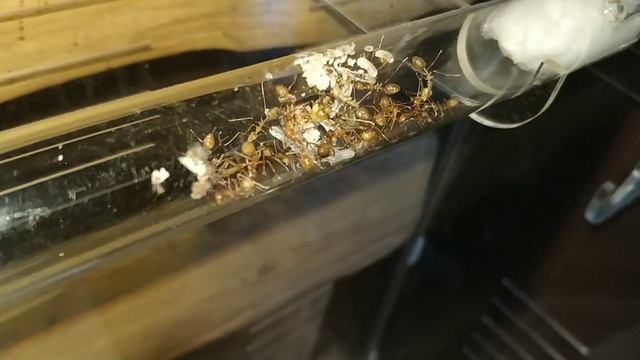 Эки несут таракана в гнездо 1 смотреть онлайн