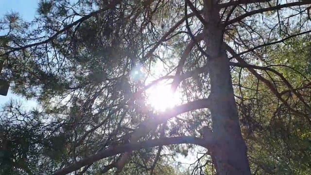 Осенняя прогулка/Волга/Студенты пишут картины🤗 смотреть онлайн