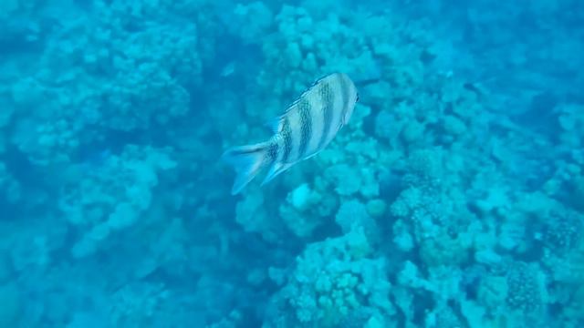 REEF OASIS BEACH RESORT 5* Риф отеля смотреть онлайн
