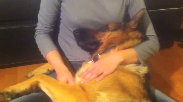 Собака плачет, когда её не чешут смотреть онлайн