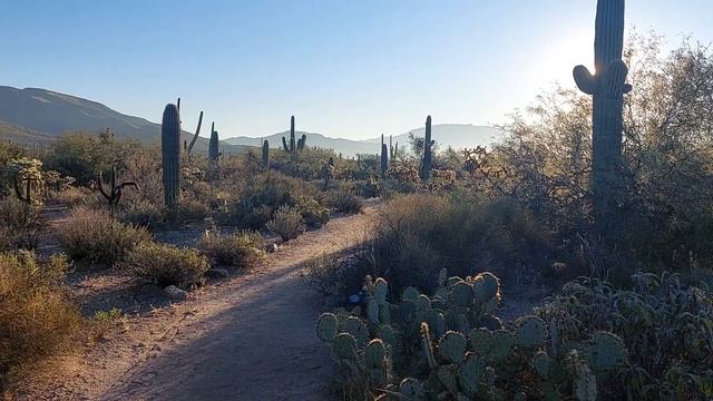 Saguaro Cactus Biogeography смотреть онлайн