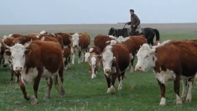 Содержание и Откорм Казахских Белоголовых бычков на мясо как бизнес | Мясное скотоводство | КРС смотреть онлайн