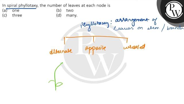 In spiral phyllotaxy, the number of leaves at each node is (a) one (b) two (c) three (d) many. смотреть онлайн