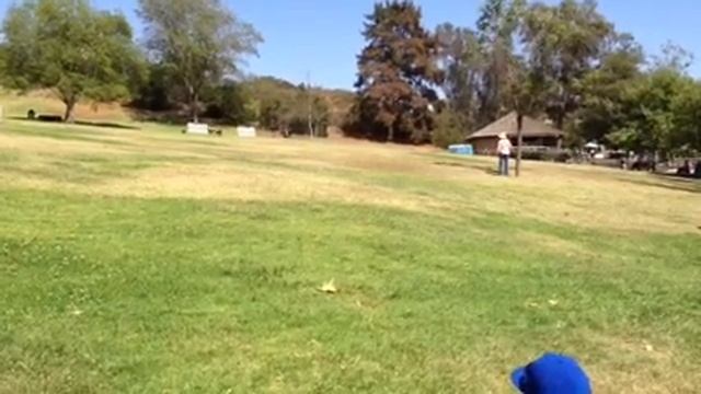 Sheep herding at Scottish Highland Games in Vista, CA смотреть онлайн