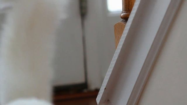 Ragdoll Cats смотреть онлайн