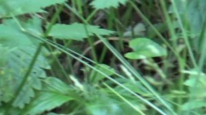 Земляничная поляна.