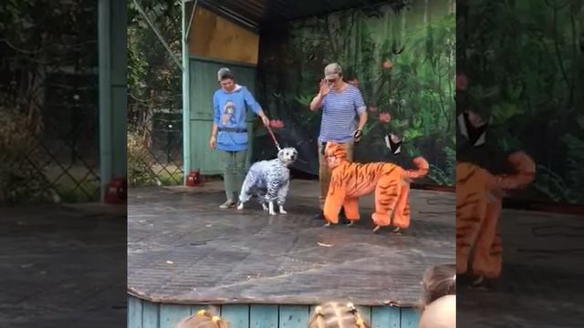 Костюм для собак "Тигр".Ателье "Фламенко". смотреть онлайн