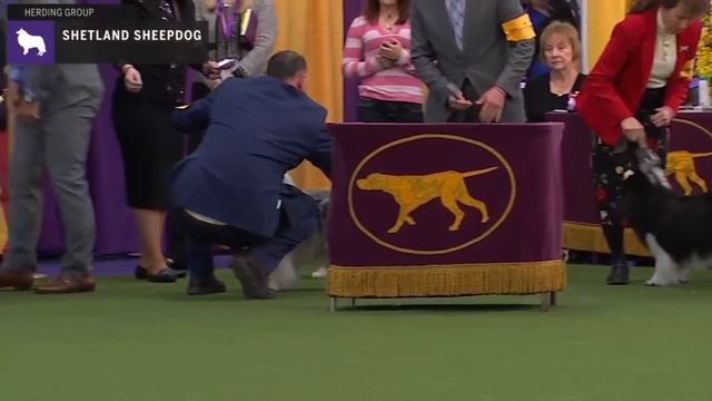 Shetland Sheepdogs | Breed Judging 2020 смотреть онлайн